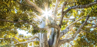 A majestic tree with sprawling branches and a bright sunlight shining through its leaves.