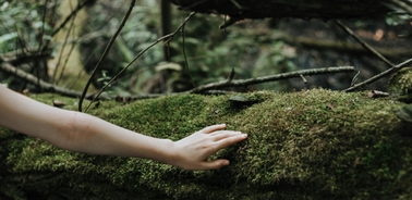 A hand reaches out to touch the moss on a log in a forest.