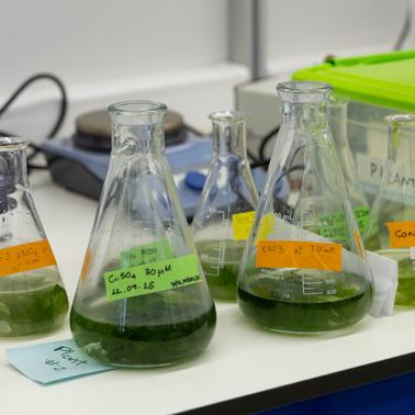 A laboratory bench with various flasks containing green solutions labeled with different tags.