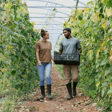 Two people walking in a greenhouse with one carrying a crate of vegetables