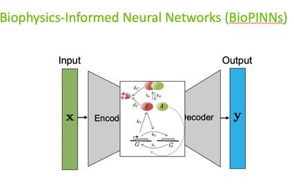 A diagram illustrating the architecture of Biophysics-Informed Neural Networks (BioPINNs) showing input, encoding, and output processes.