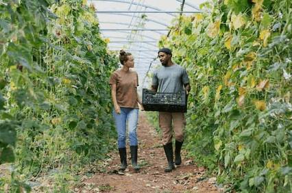 Two people walking in a greenhouse with one carrying a crate of vegetables