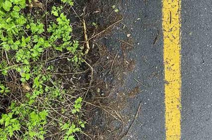 A close-up of a yellow painted line on an asphalt road next to green foliage.