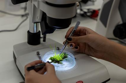A person examining green moss under a microscope.