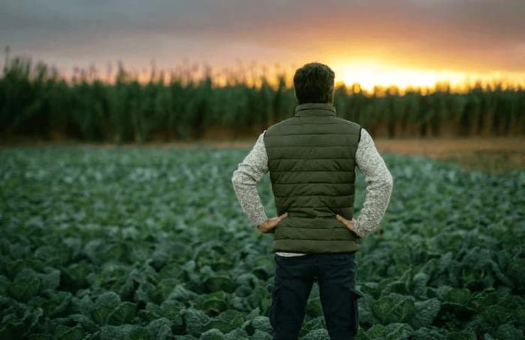 A man stands with his back to the camera, looking over a cabbage field at sunset.