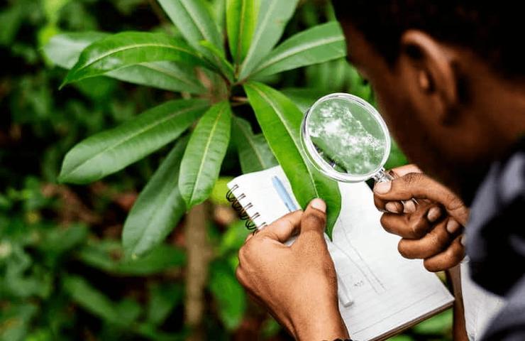 A person examines a plant with a magnifying glass while taking notes in a notebook.