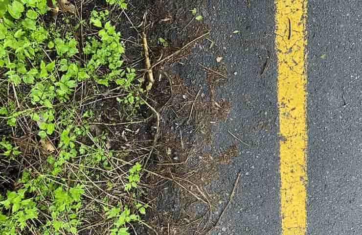 A close-up of a yellow painted line on an asphalt road next to green foliage.