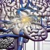 A detailed illustration of a brain highlighting its neural connections.