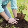 A person is planting a young tree in the soil.
