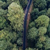 Road across the  forest