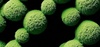 The image shows a cluster of vibrant green spherical cells or microorganisms against a black background.