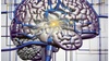 A detailed illustration of a brain highlighting its neural connections.