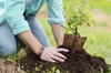 A person is planting a young tree in the soil.