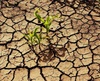 A small green plant is growing in dry, cracked soil.