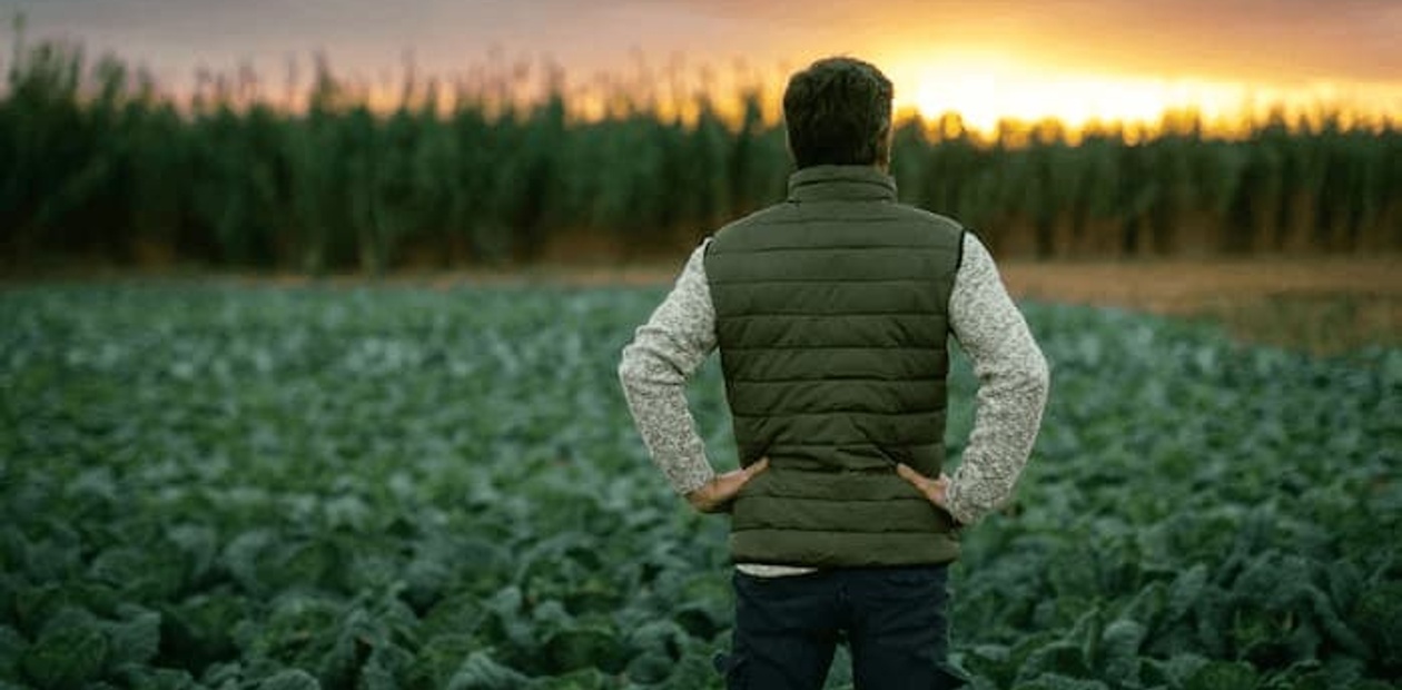 A man stands with his back to the camera, looking over a cabbage field at sunset.