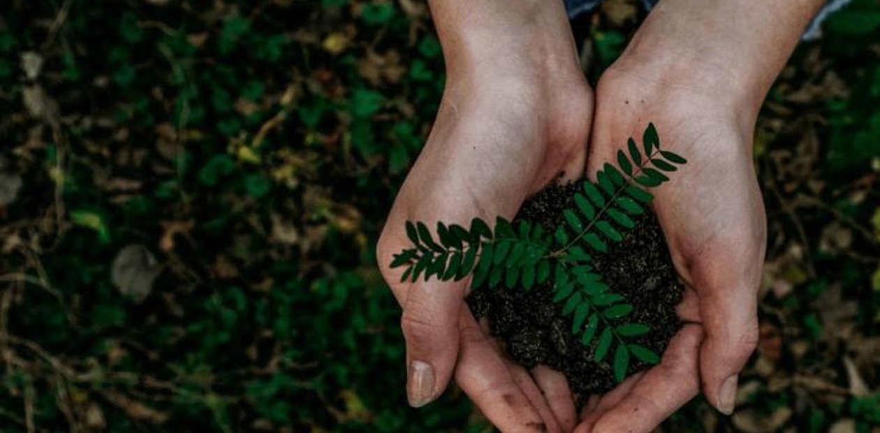 Sustainability Teaching | IE Business SchoolA person holding a small green plant with soil in their cupped hands over a natural background.