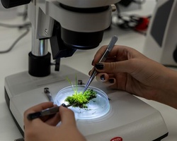 A person examines green moss under a microscope.