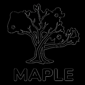 A black and white line drawing of a maple tree with the word 'MAPLE' underneath.