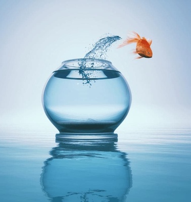 A goldfish jumping out of a water-filled glass bowl into open water.