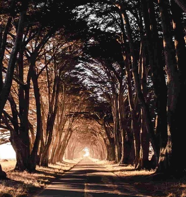 A serene tree-lined road leading towards a glowing light at the end, enveloped by towering trees.