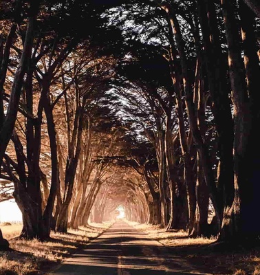 A serene tree-lined road with sunlight filtering through the branches at the end of the path.