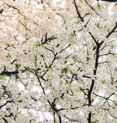 Branches of a tree densely covered with white cherry blossoms.