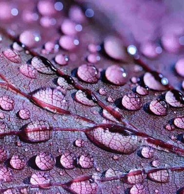 Close-up view of a leaf covered in water droplets.