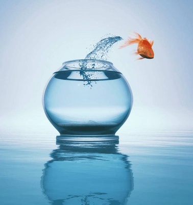 A goldfish is jumping out of a small water-filled fishbowl into a larger body of water.