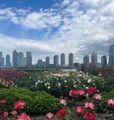 A vibrant garden of roses in the foreground with a city skyline in the background under a cloudy sky.