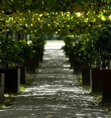 A serene pathway lined with lush green trees and wooden benches under a canopy of leaves.