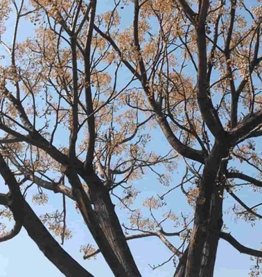 A view of leafy branches spreading against a clear blue sky.