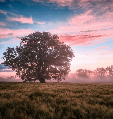 A serene landscape featuring a solitary tree in a grassy field under a colorful dawn sky.