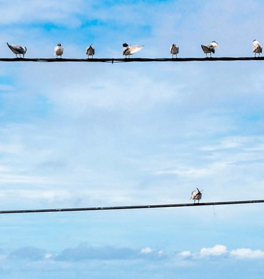 Birds perched on parallel wires against a blue sky with clouds