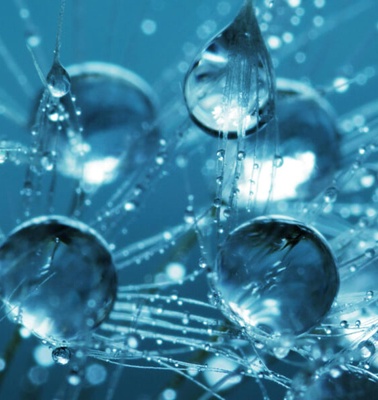 Close-up view of water droplets on dandelion seed fluffs, with a deep blue tone.