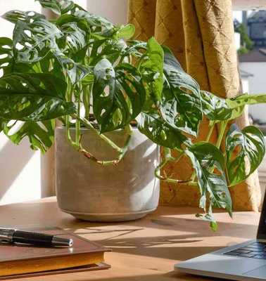 A well-lit home office space featuring a lush potted plant next to an open laptop on a wooden desk.