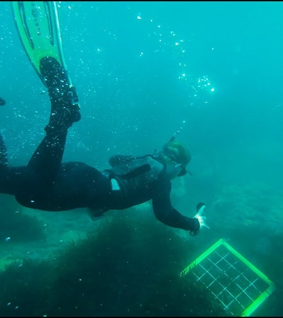 A diver explores underwater with a measuring grid.