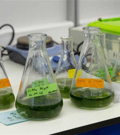 Several glass flasks containing green liquid are arranged on a table.