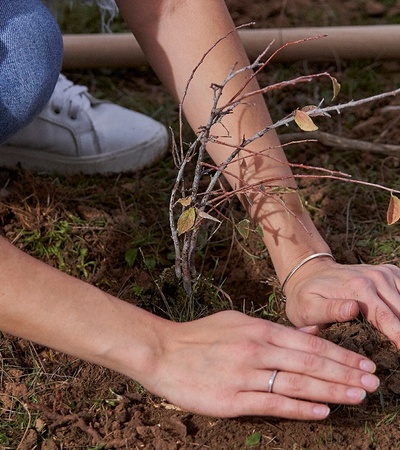 Someone's hands planting a plant