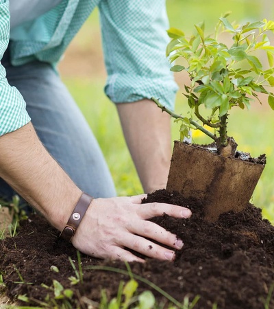 A person is planting a young tree in the soil.