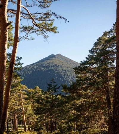 A serene view of a mountain surrounded by tall trees under a clear blue sky.
