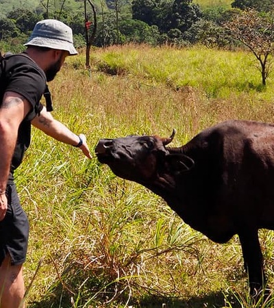 A person is reaching out to a cow in a grassy field.