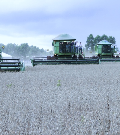 Three combine harvesters working in a field of crops under a cloudy sky.