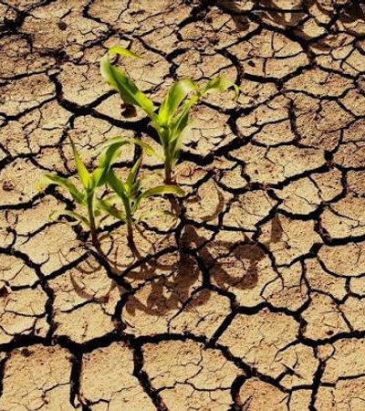 A small green plant is growing in dry, cracked soil.