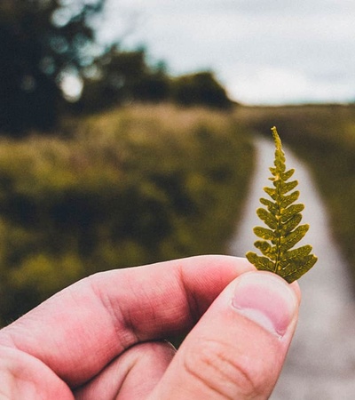 Sadako technologies header - forest with a path