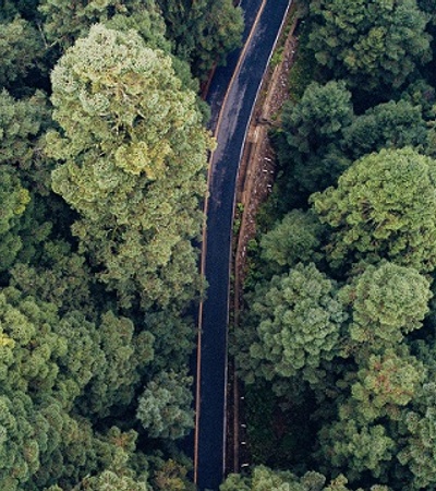 Road across the  forest