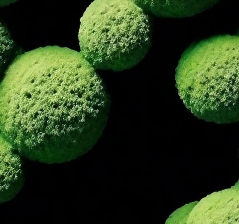 This image depicts a cluster of spherical green microorganisms against a dark background.