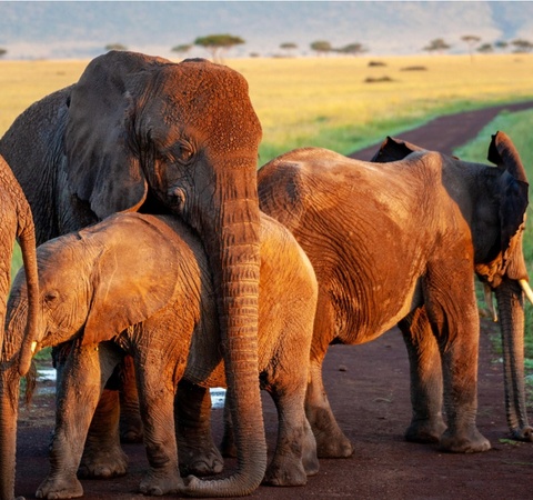 A group of elephants with a baby elephant in a natural landscape.