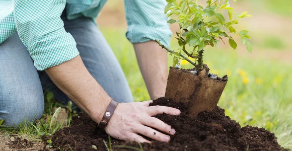 A person is planting a young tree in the soil.