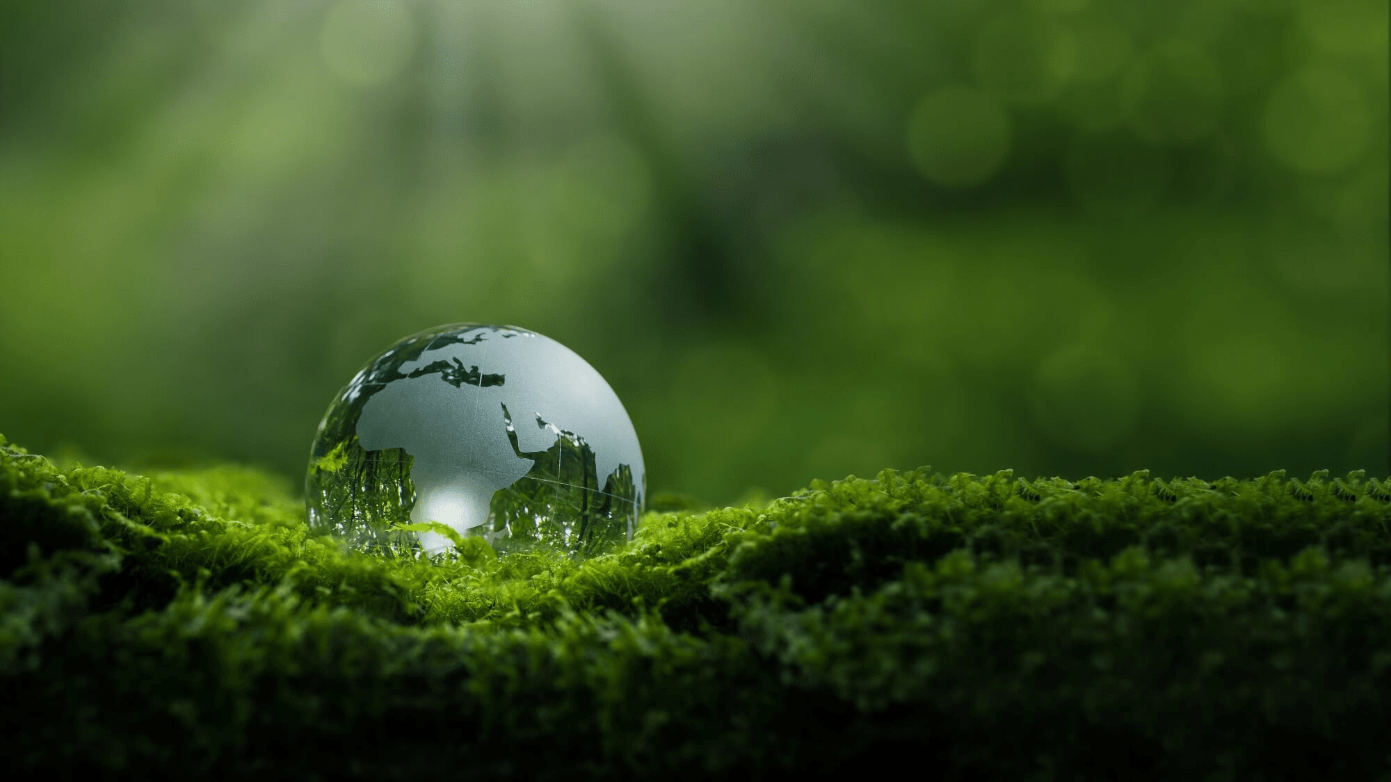 A glass globe representing the Earth rests on a mossy surface under beams of sunlight filtering through a green forest.