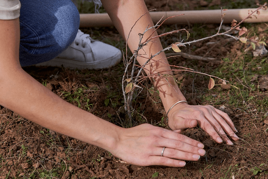 Someone's hands planting a plant